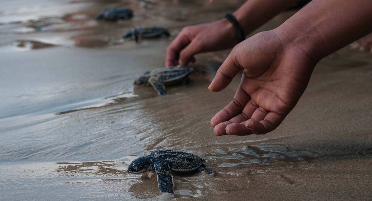 Spašavanje malih kornjača u Centralnoj Americi
