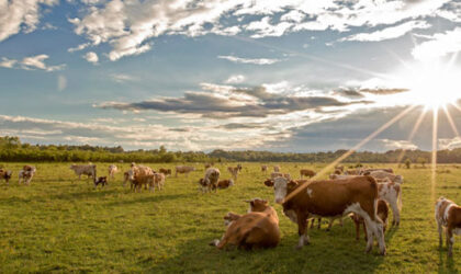 Ruralnim razvojem do poželjnog života na selu