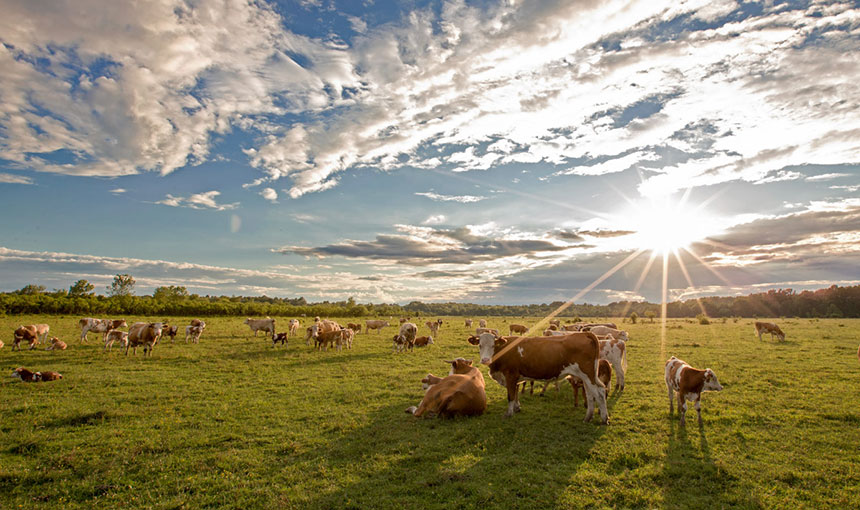 Odransko polje