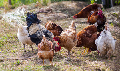 Mudrom kupovinom do podrške: Svaka kuna (jaje) se računa!