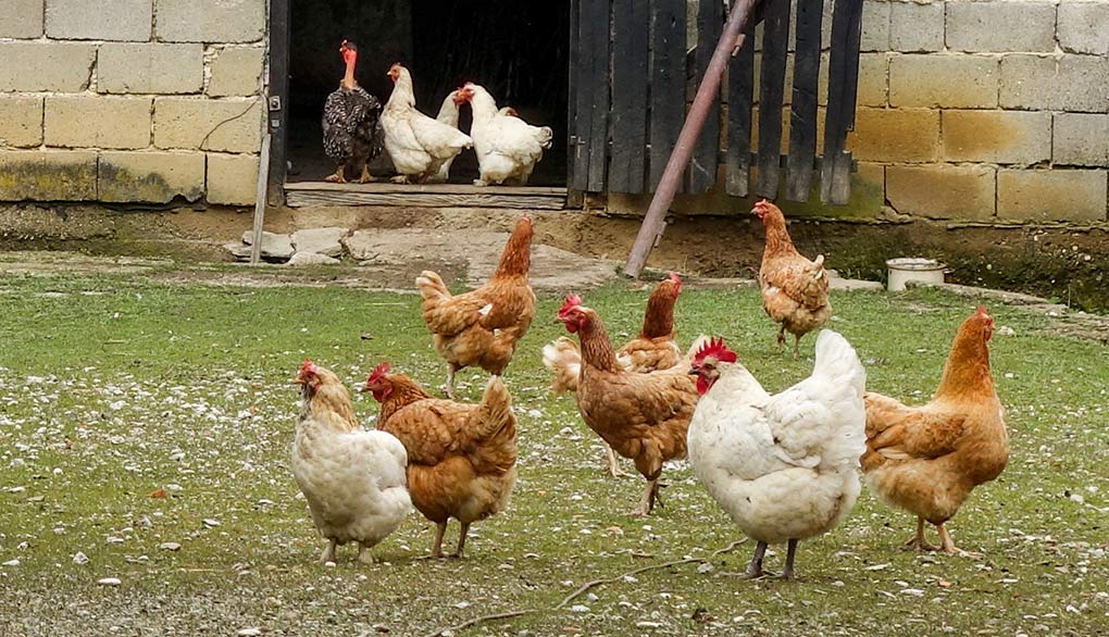 U svim selima postoje domaćinstva koja imaju koka, pa posljedično i jaja više nego što im treba za potrebe obitelji.